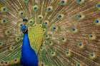 USA, Washington State, Seabeck. Peacock showing full feather display. Art Print